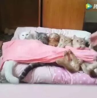 铲屎官你是怎么做到的？让5只喵星人乖乖地排排睡