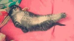 喵星人各种奇葩起床状态，你是哪一种？