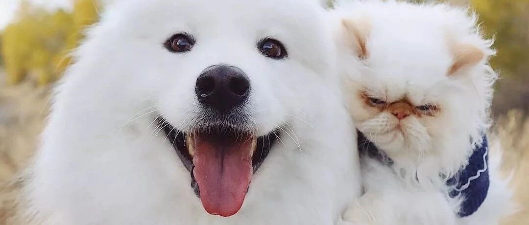 当全世界最爱笑的狗，遇上全世界最不爱笑的喵……