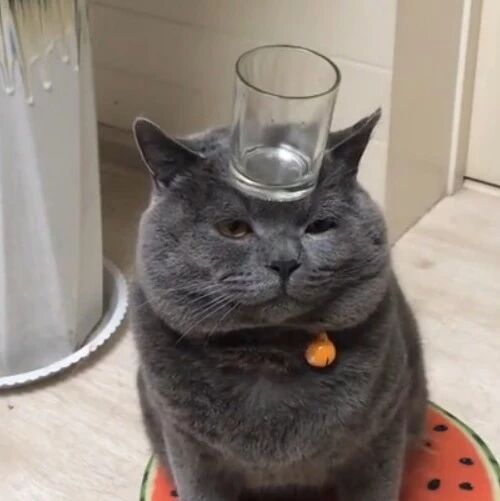 头大的喵星人还能这样玩，喵星人眼睛都快压没了，铲屎的你良心不会痛么！