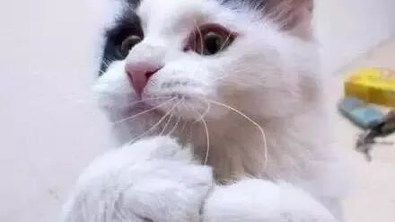 喵星人给您拜年了，新春快乐~