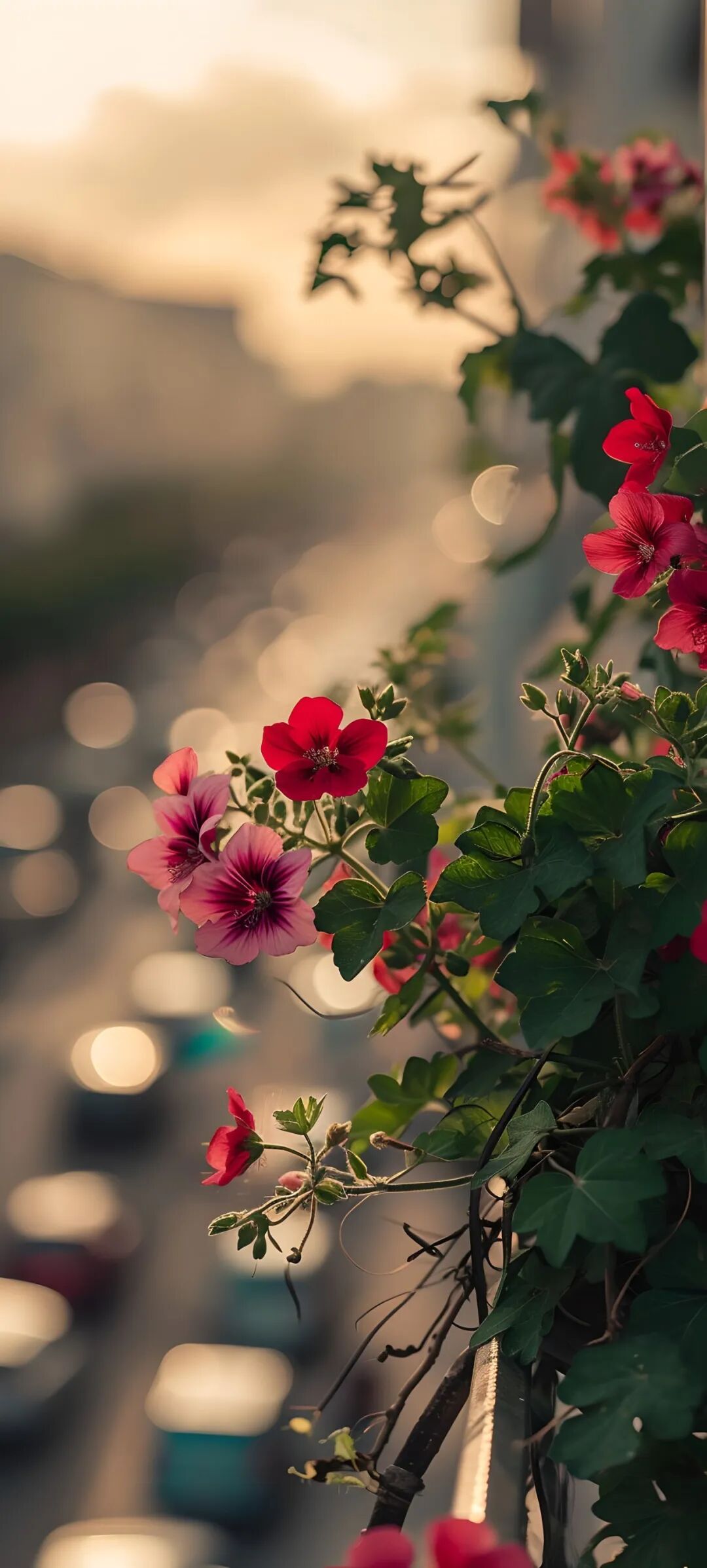 唯美鲜花手机壁纸全面屏适用高清原图