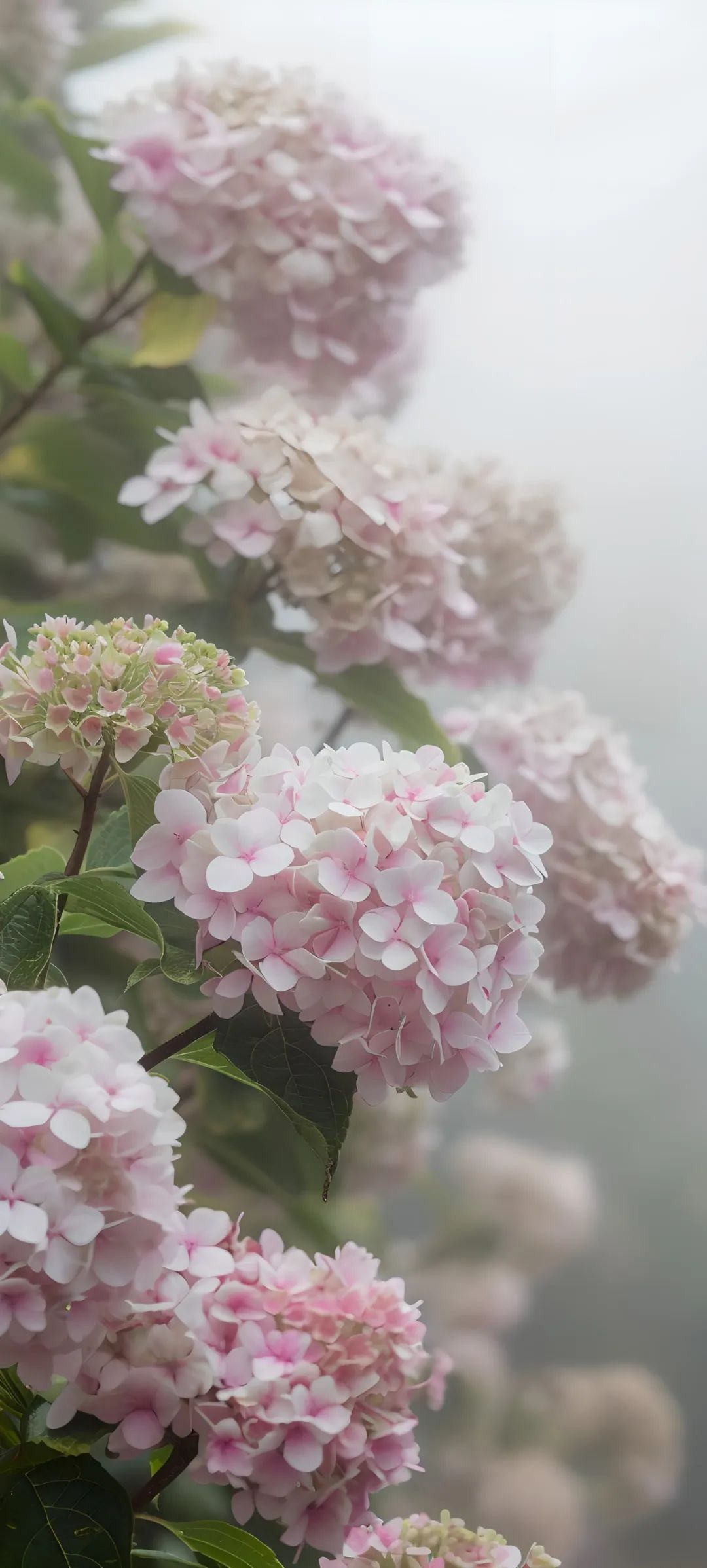 苹果手机壁纸花朵唯美图片