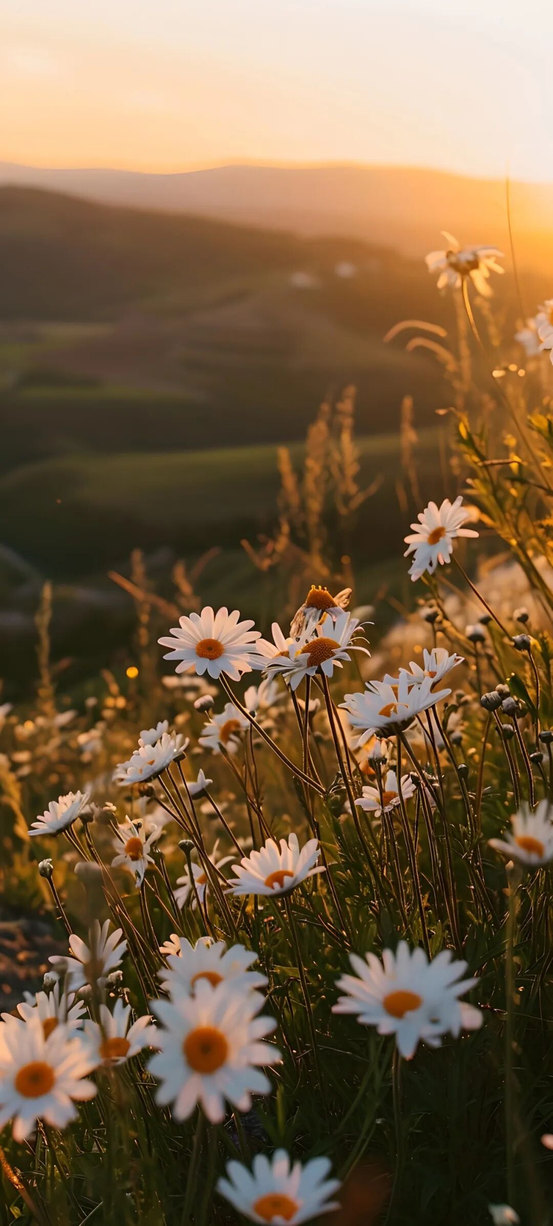 唯美鲜花手机壁纸全面屏适用高清原图