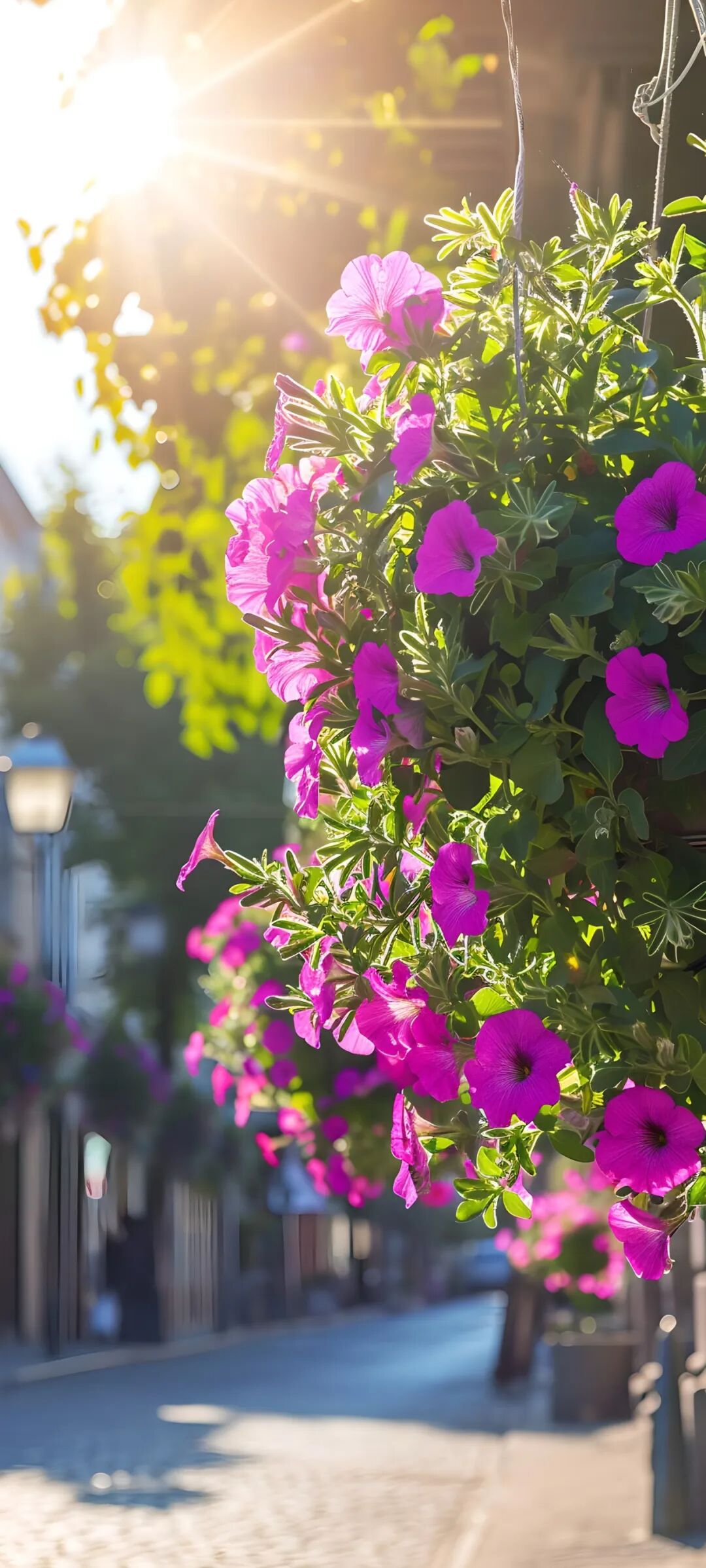 唯美鲜花手机壁纸,全面屏适用,高清原图!