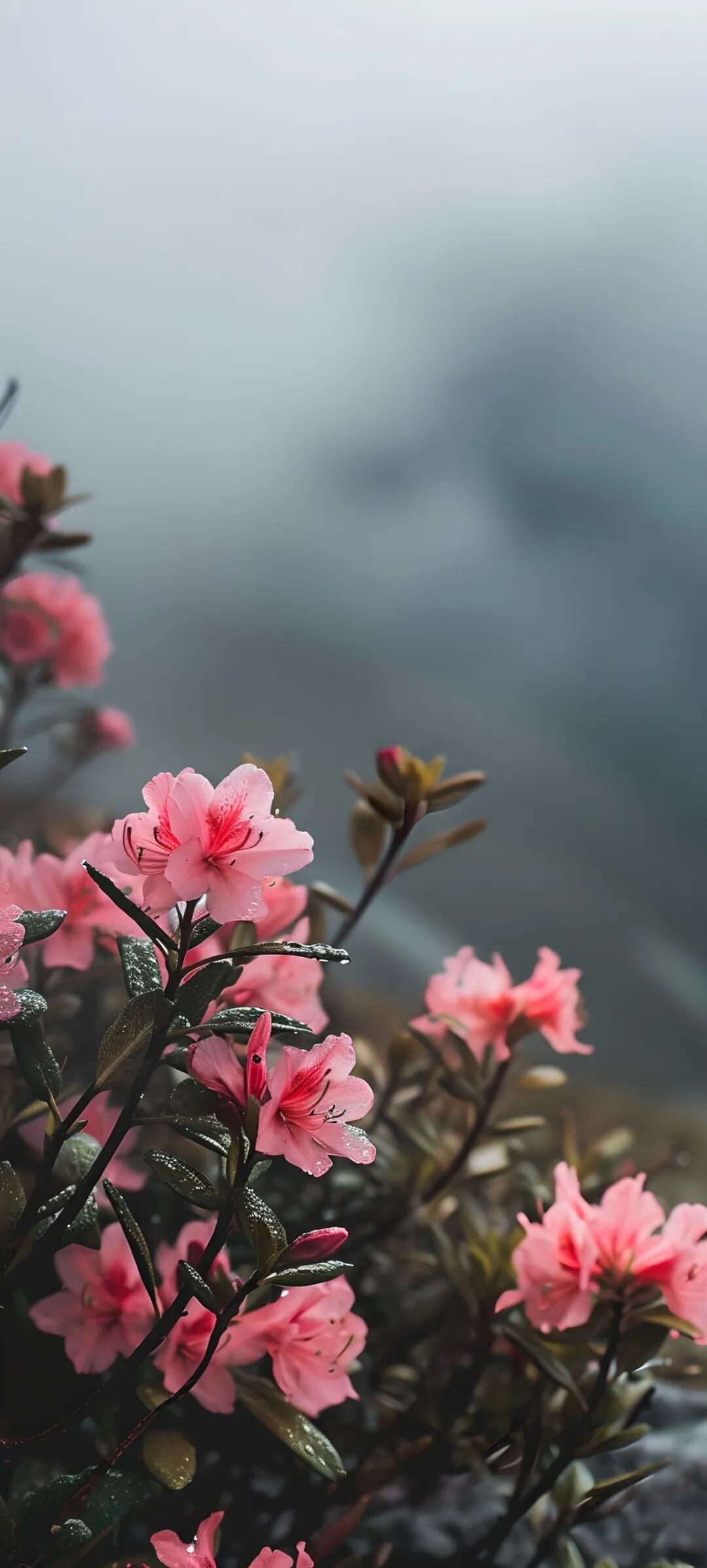 手机壁纸好看清新的花朵壁纸图片高清无水印