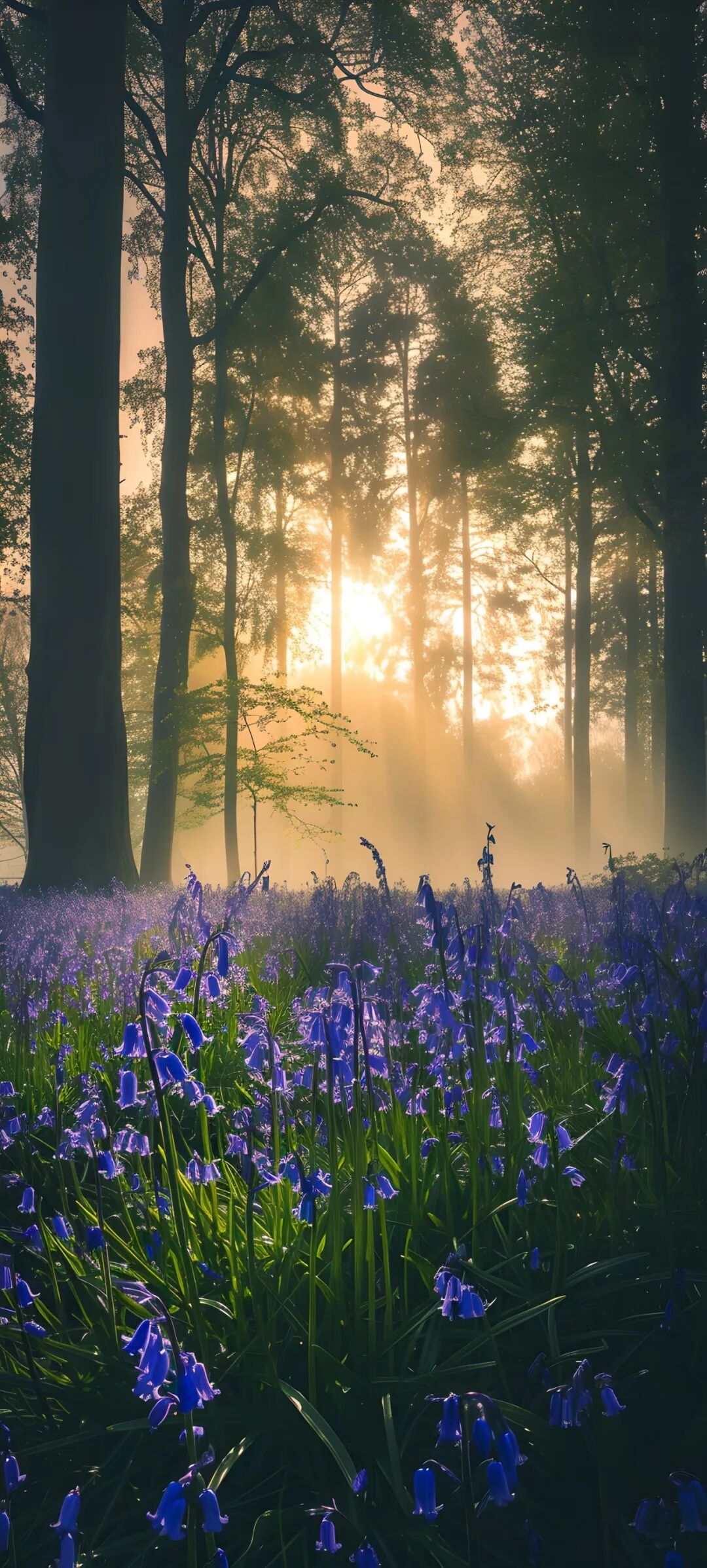手机壁纸好看清新的花朵壁纸图片高清无水印