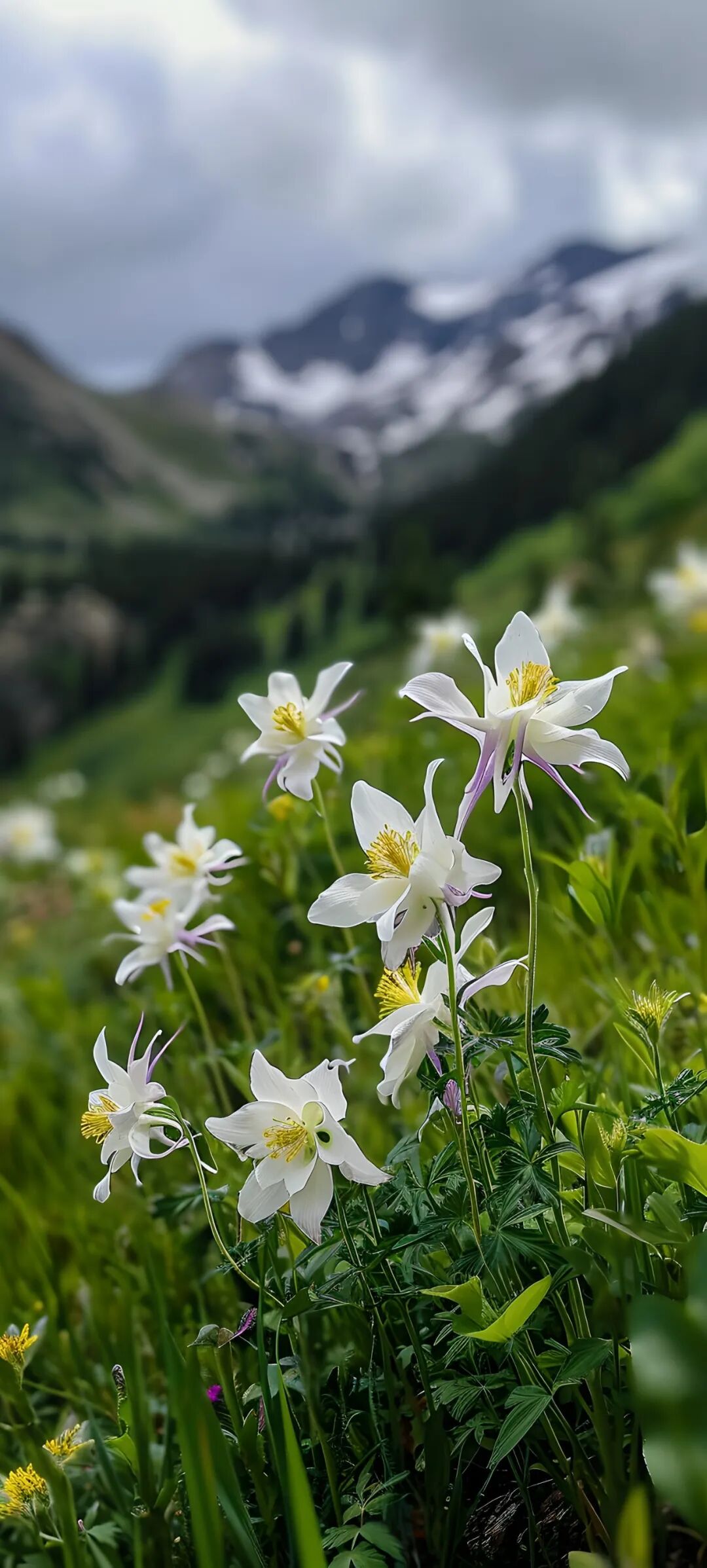 手机壁纸好看清新的花朵壁纸图片高清无水印