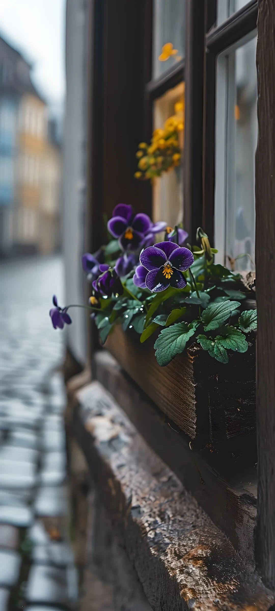 手机壁纸好看清新的花朵壁纸图片高清无水印