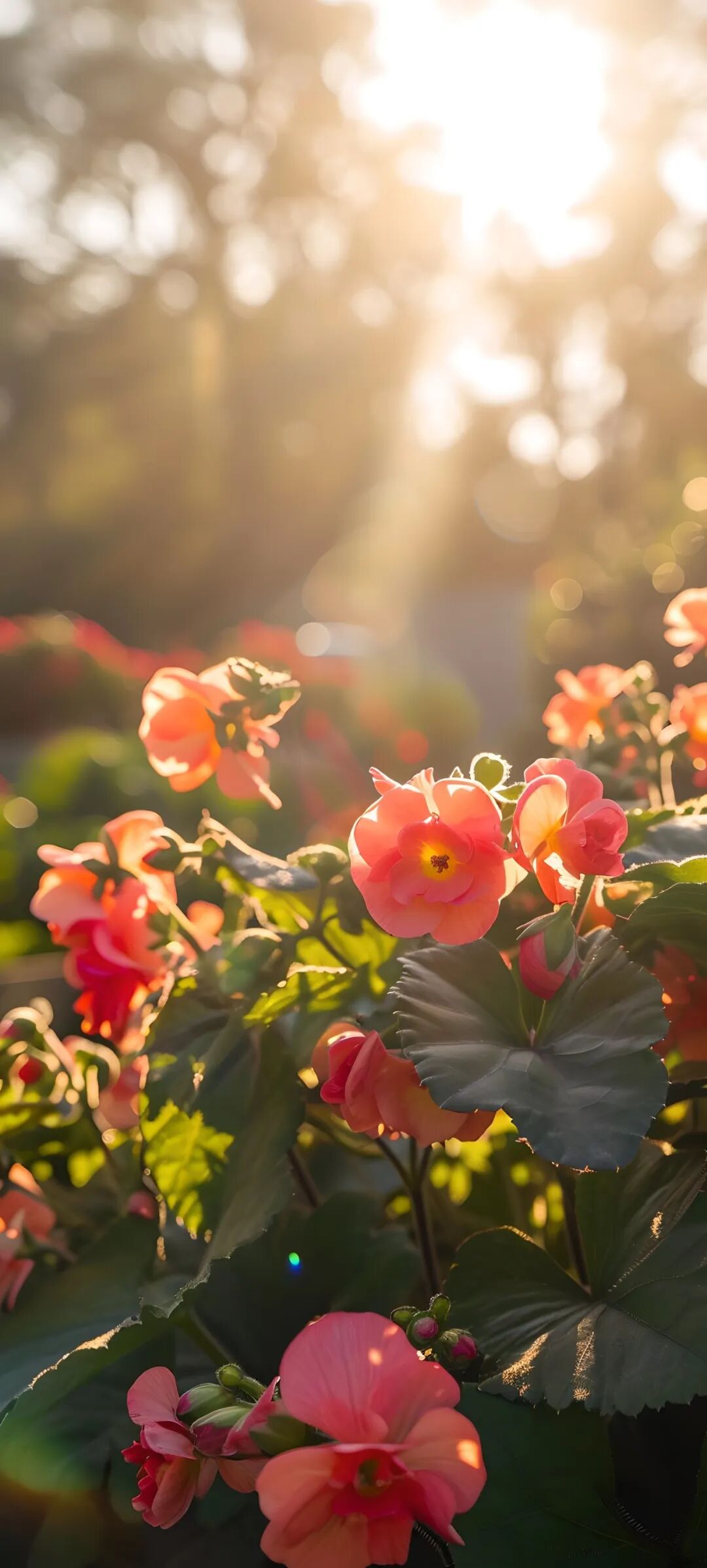 手机壁纸好看清新的花朵壁纸图片高清无水印