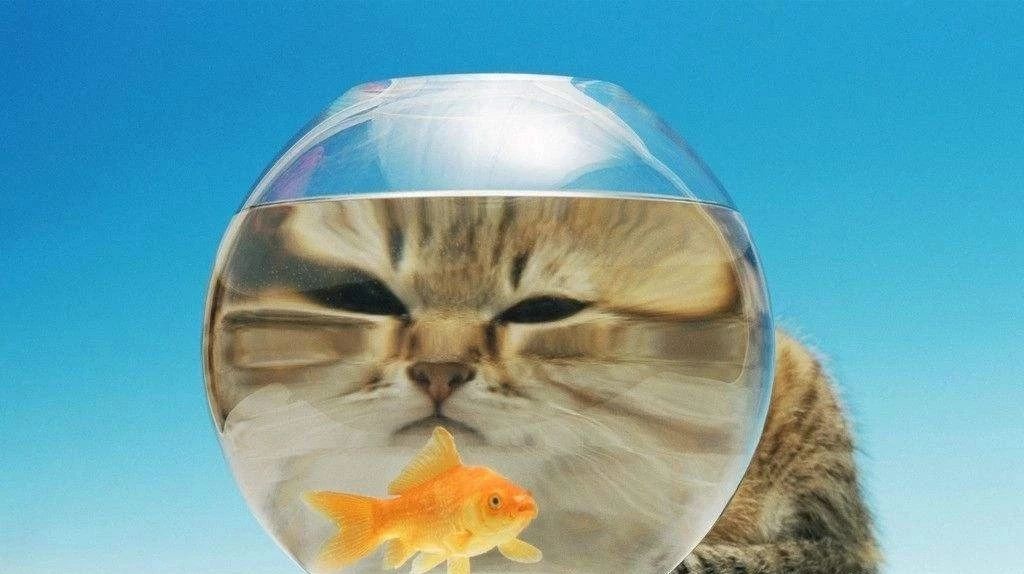 猫对金鱼一见钟情  大概就是这样吧~