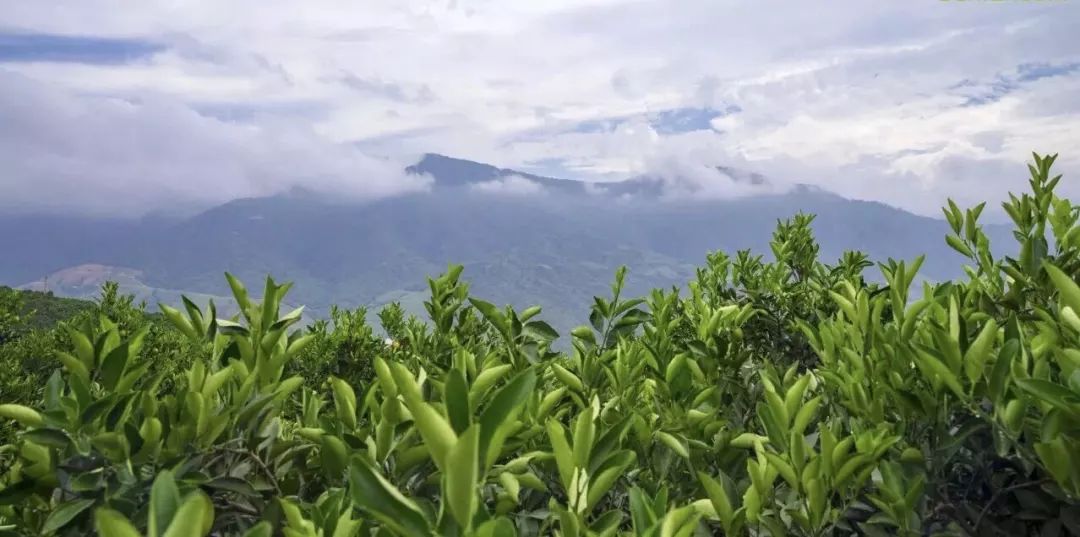 美顏又瘦身！一咬爆汁的早春鮮果，女生就該多吃它 運動 第13張