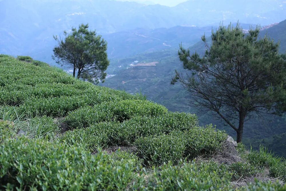 ���̲辪�ޣ��ȿ�����ͷ���úȻ�����Ҵ��������һ�����