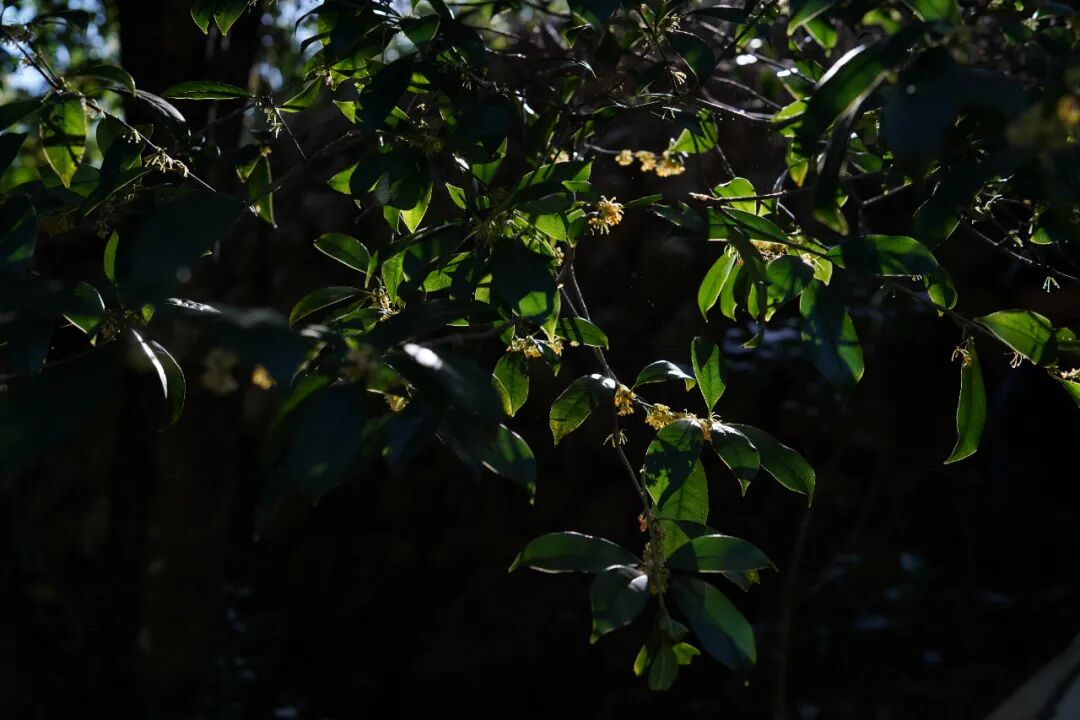 ���̲辪�ޣ��ȿ�����ͷ���úȻ�����Ҵ��������һ�����