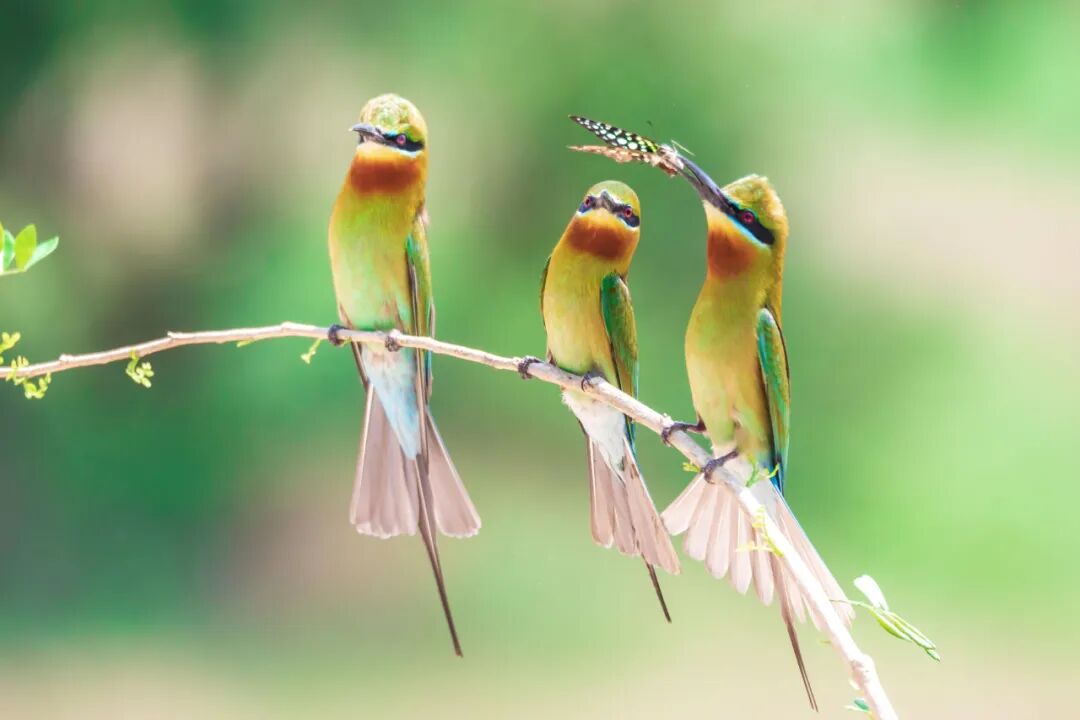 湛江迎来栗喉蜂虎鸟群