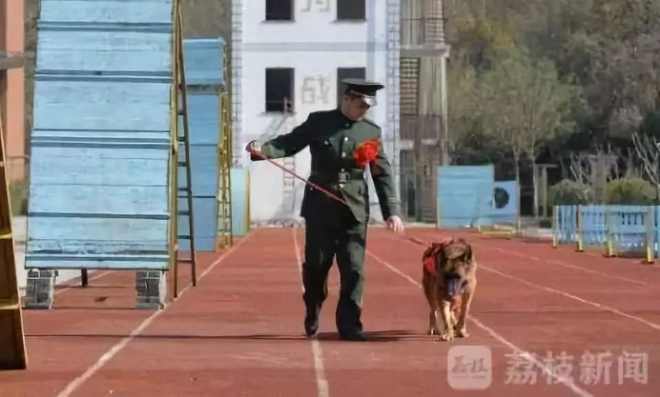 汶川地震救下15條人命的狗狗去世！網友寫下3800條評論，第一條就看哭了… 寵物 第27張