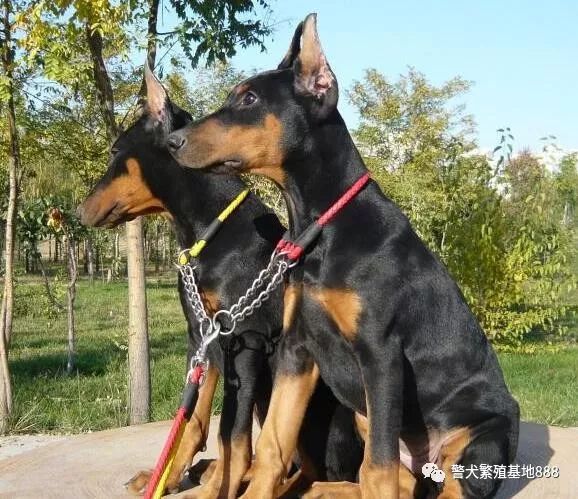 哪里有卖杜宾犬的杜宾多少钱一只杜宾幼犬多少钱纯种杜宾犬 警犬繁殖基地8 微信公众号文章阅读