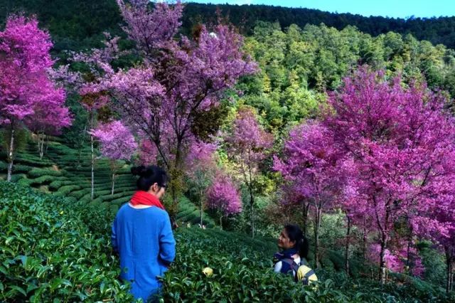 等一個人，陪我去看無量山的櫻花！ 旅遊 第10張