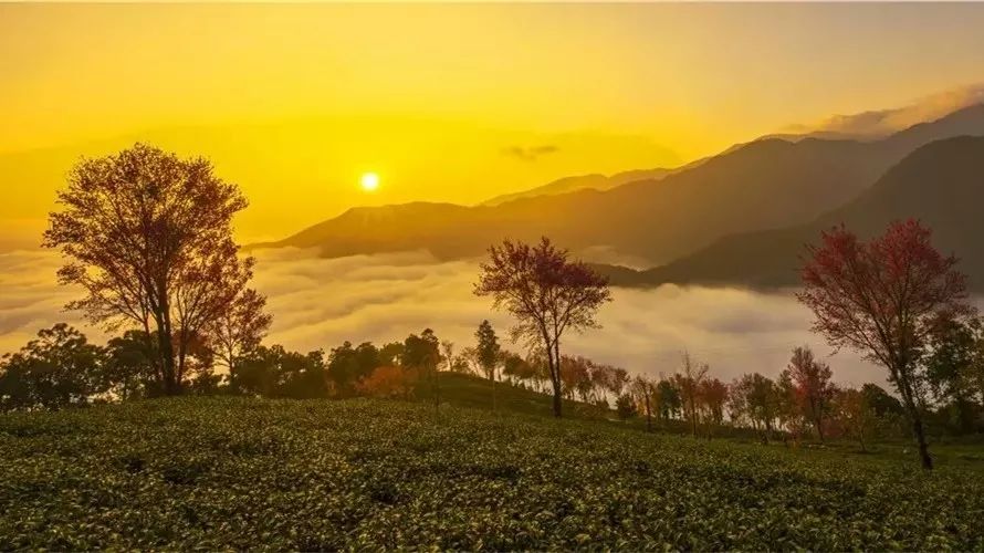 等一個人，陪我去看無量山的櫻花！ 旅遊 第17張