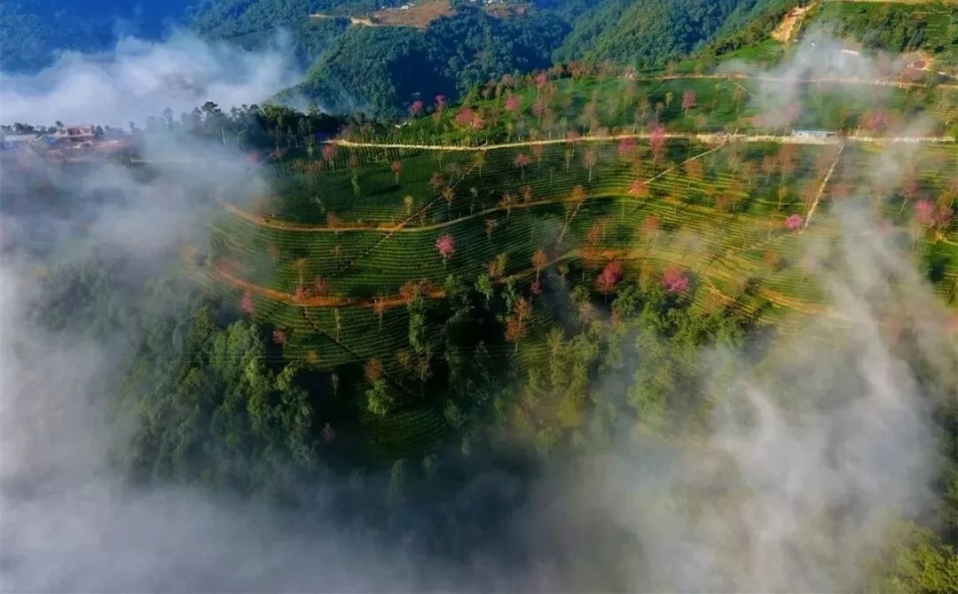 等一個人，陪我去看無量山的櫻花！ 旅遊 第35張