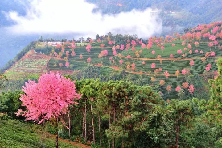 等一個人，陪我去看無量山的櫻花！ 旅遊 第16張