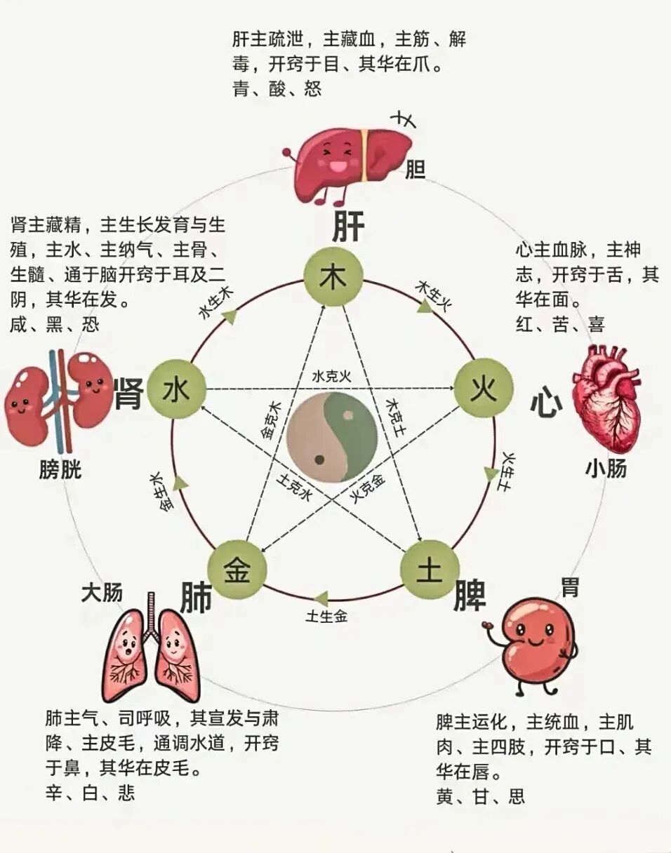 28种中成药功效及常见疾病中成药大全