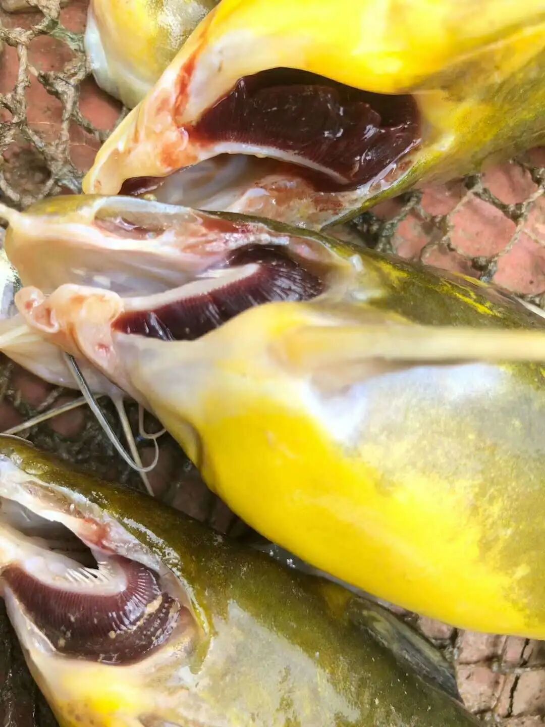 氨氮超标，鱼氨中毒怎么预防调节？