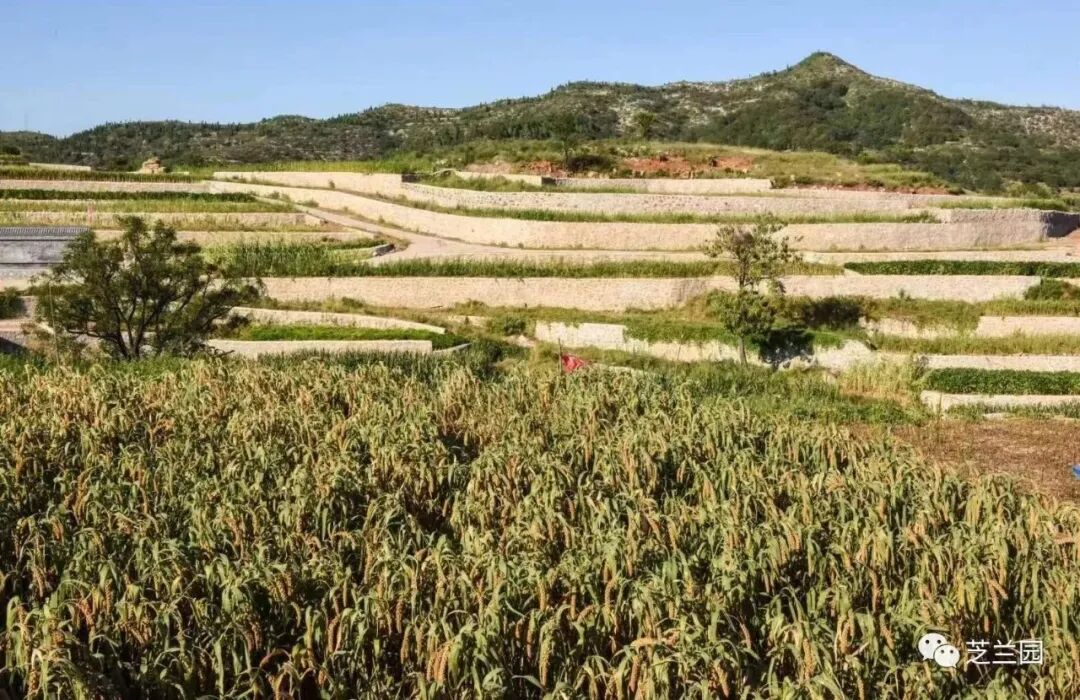 小米加工机械设备_小米加工成套设备_小米米加工设备