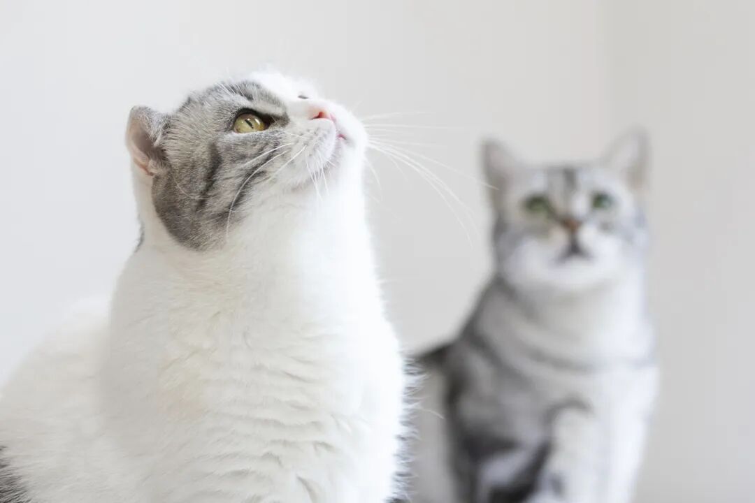 以“喵星人”為例！掃描電鏡在動物毛發微觀結構研究中的應用