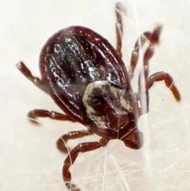 一家3人被咬，2人身亡!又到这“毒虫”活跃期，家有小孩宠物必看!