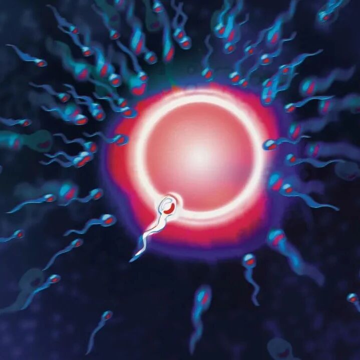 那些没和卵子结合的精子去哪里了？