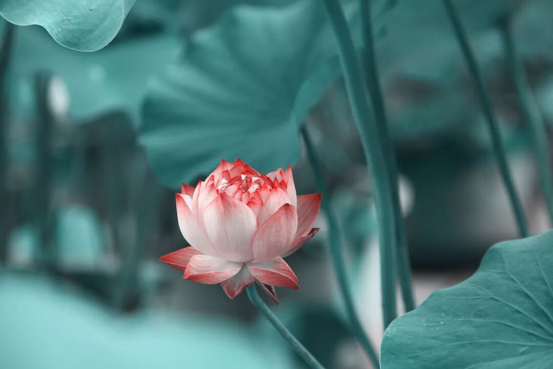 渡人，渡心，渡自己！