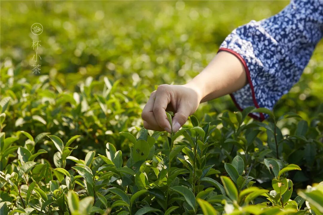 茶教会了我“三心”：耐心、匠心、静心