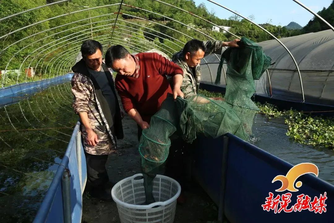 致富经养虾_养牛羊致富故事_苏虾和水晶虾哪个好养