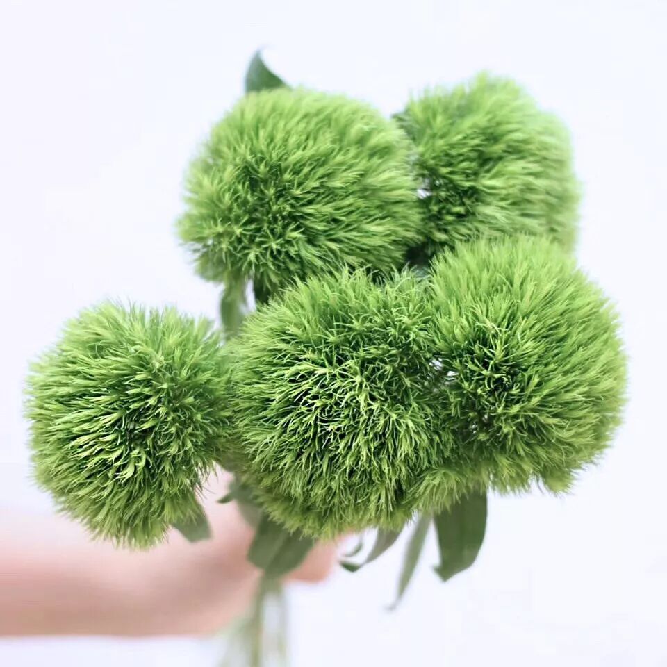 花先生一封来自花老板的信给会员带来了全城最低价