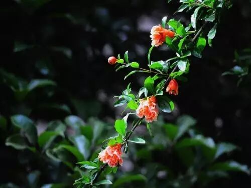 石榴效果堪比伟哥？