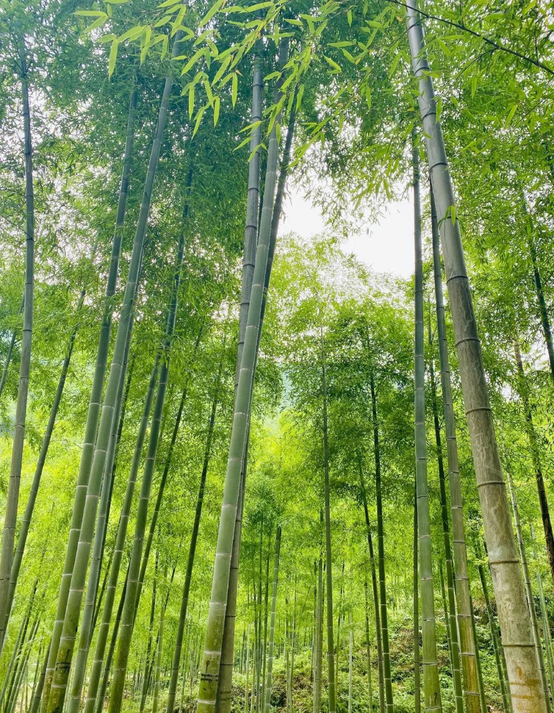 此生必去的9個絕美避暑勝地，天然冷氣機夏季如春，第一個就讓我瘋狂心動！ 旅遊 第46張