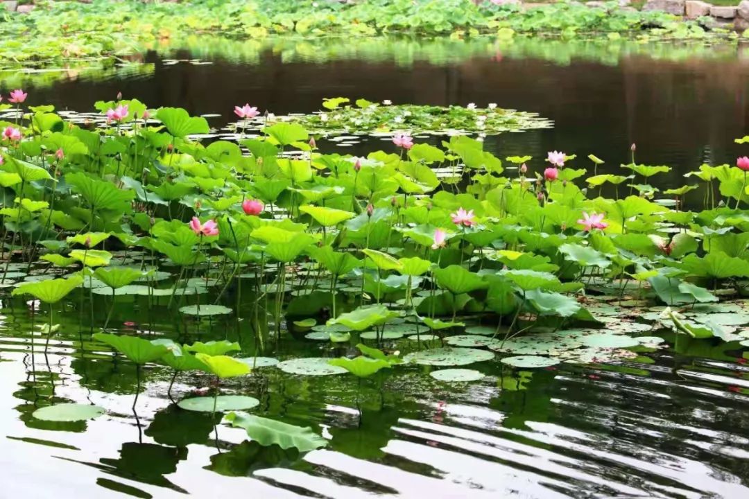 莲花堂_上海易初莲花 卜蜂莲花总部_普法栏目剧莲花闹海堂