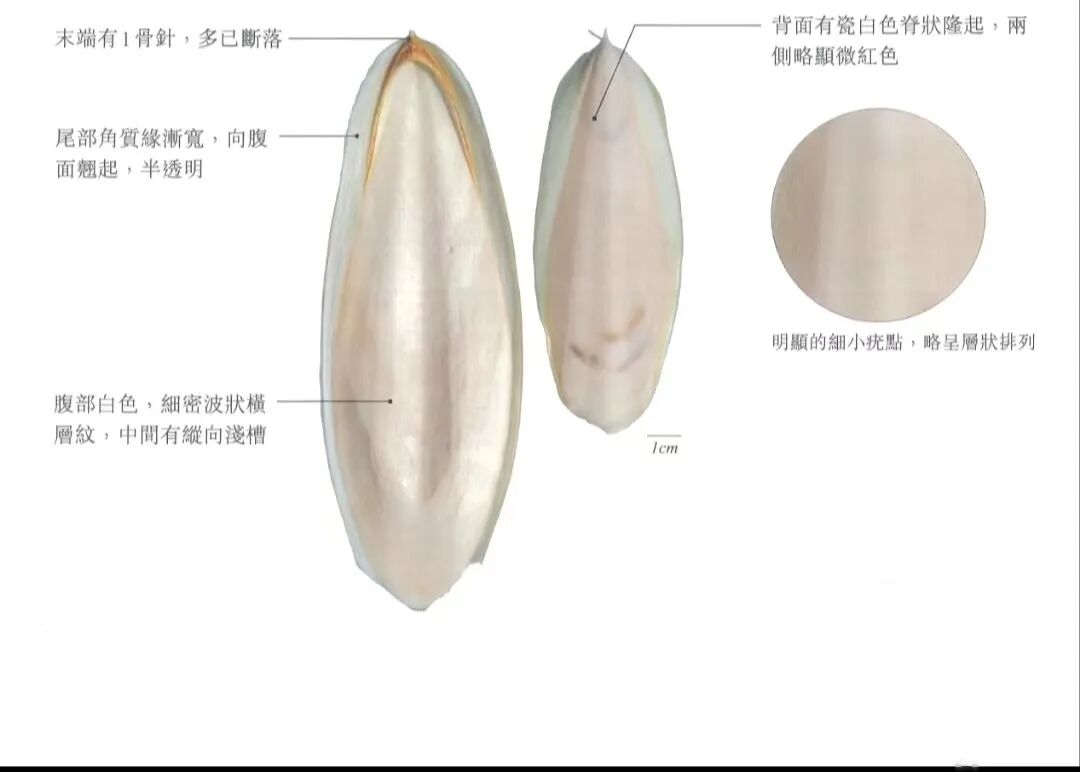 海什么止血【每周中药】教你认识“海螵蛸”，收敛止血，固精止带！_https://www.jmylbn.com_新闻资讯_第5张