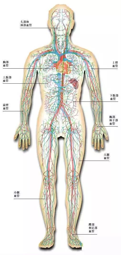 史上最全的人體解剖全圖