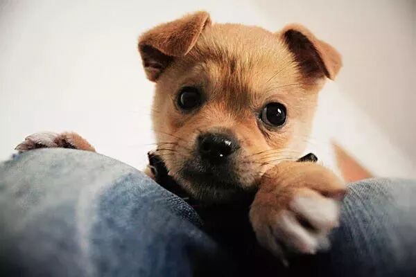 眼屎氾濫 狗狗心靈的窗户全被結膜炎毀了 一犬一話 微文庫