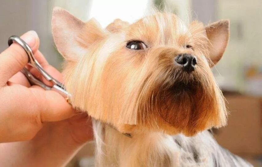 夏天太熱給狗狗做個美容 你需要知道這些 一犬一話 微文庫