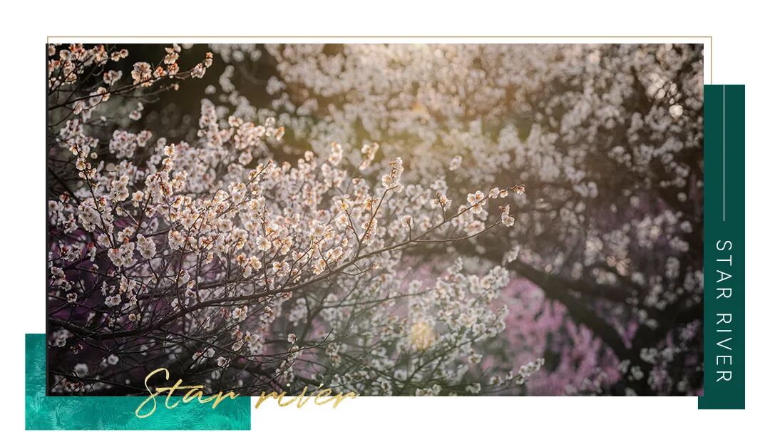 星河湾萝峰在科学城，再现品质“虹吸效应”