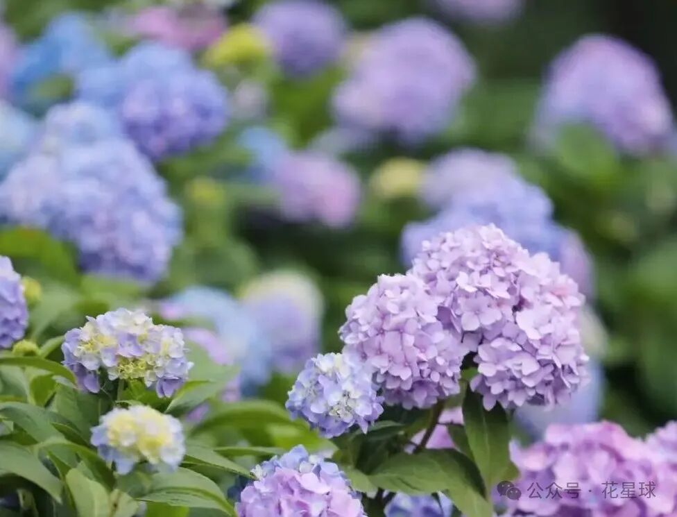 夏日限定浪漫来了!快来免费打卡!错过后悔!