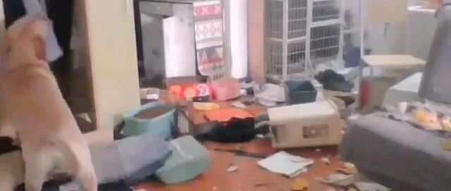 隔离14天，家里几乎被狗子拆没了！主人：已经在看新家具了