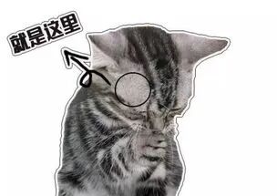 猫咪也有 秃头 烦恼 越秃越爱你 这种情况要注意 Uan友安 二十次幂