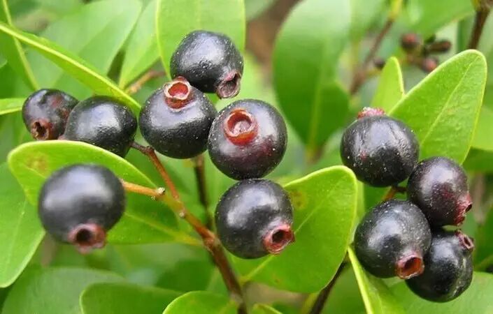 秋收八月瓜炸刺泡泛红酉阳的大山好吃惨了