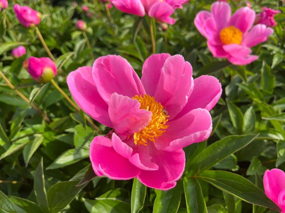 文化中国行｜汉阴：享文化盛宴 过欢喜大年