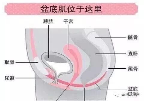 【盆底肌修复】产后妈妈必须要注意的健康问题！