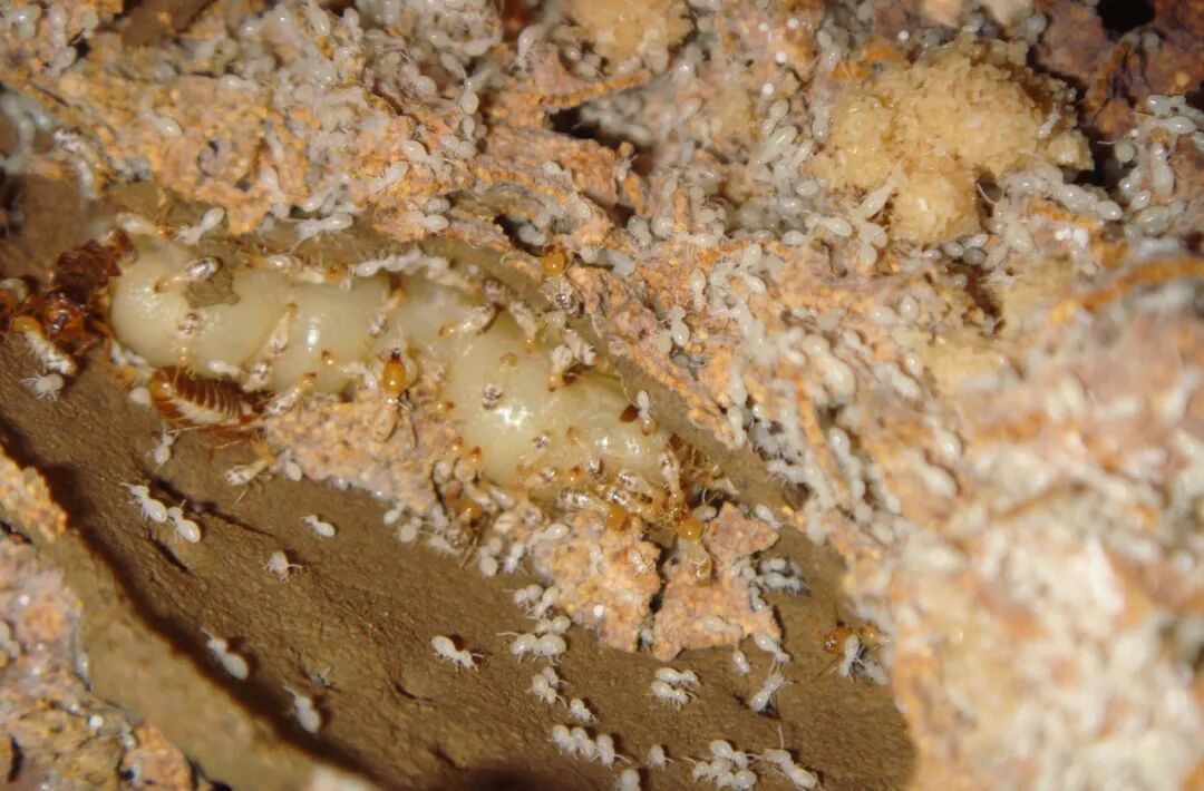 5月是白蚁分群,扩散的季节,所有含有木纤维的东西,都是白蚁蛀蚀的对象